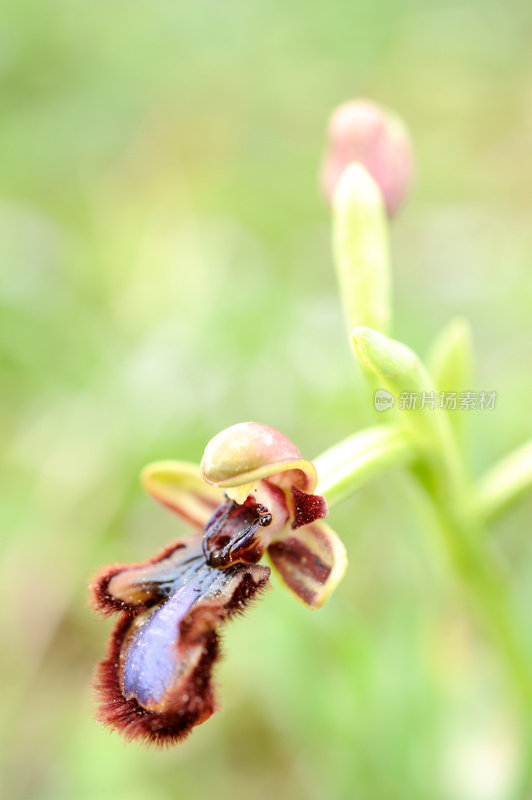 蜂兰花(Ophrys apifera)